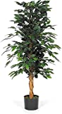 Ficus Benjamin vert...