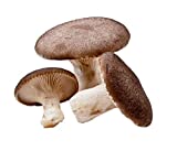 Kit de culture de champignons 4 pièces Pleurotus Eryngii Cardoncello Substrat Blocs de champignons Murgia