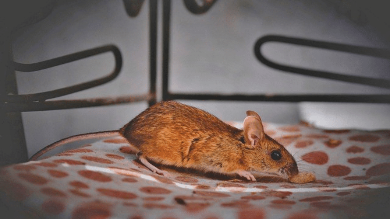Meilleurs répulsifs ultrason souris et rat